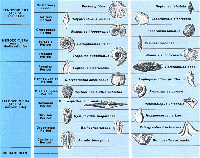 Examples of fossil index