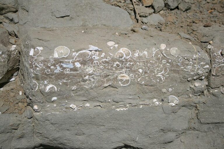 Fossil Assemblage