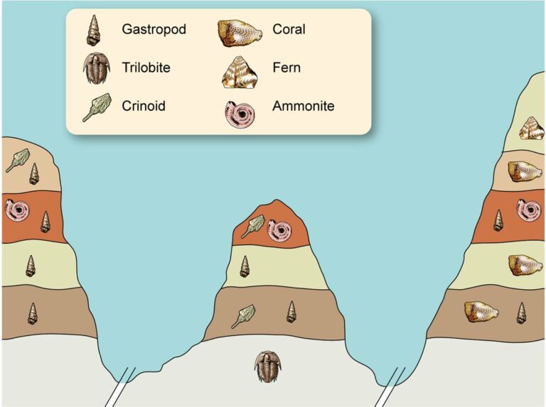 Index fossils - Practical outlook