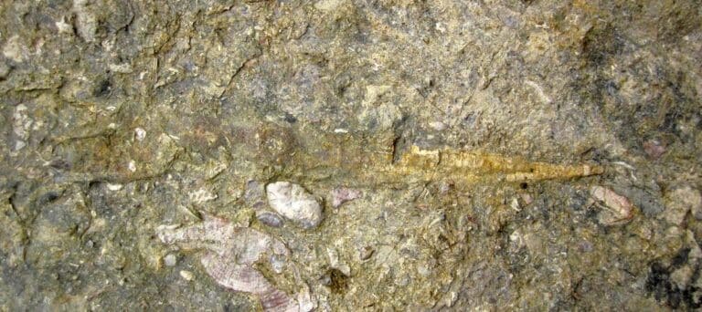 Biostratigraphy - Pseudorthoceras sp straight-shelled fossil nautiloid in fossiliferous limestone