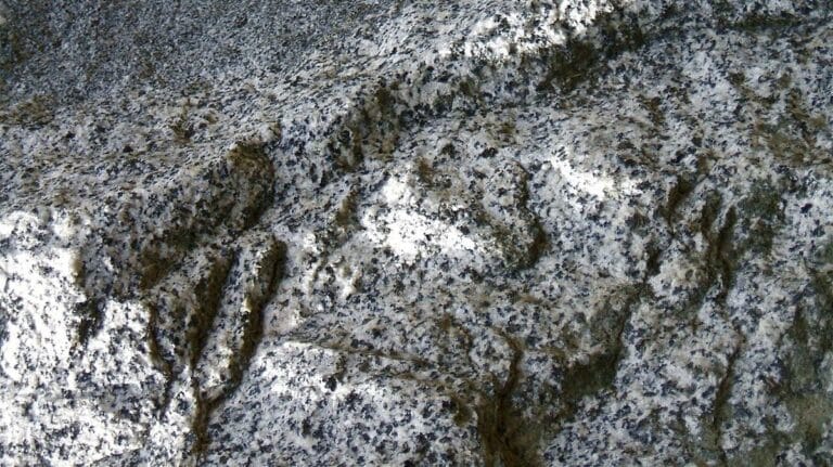 Grayish granodiorite rock with a coarse-grained phaneritic texture